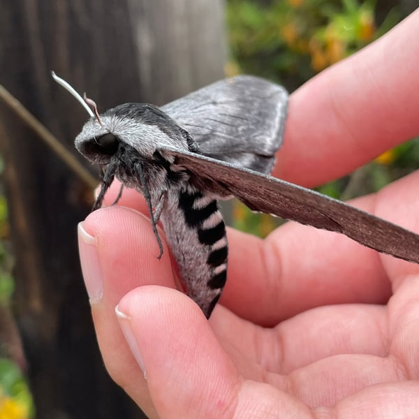 Sphinx perelegans