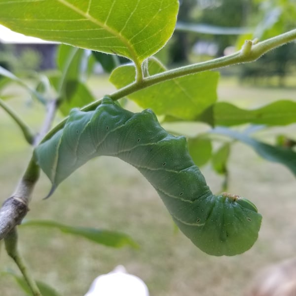 Sphinx chersis