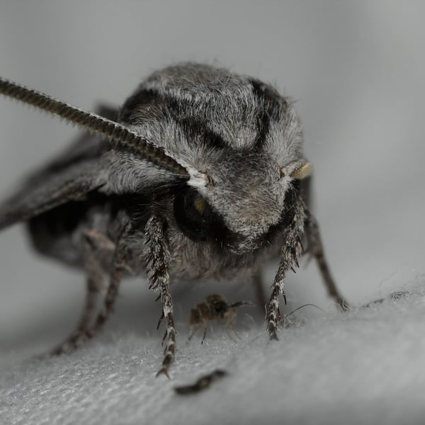 Sphinx dollii