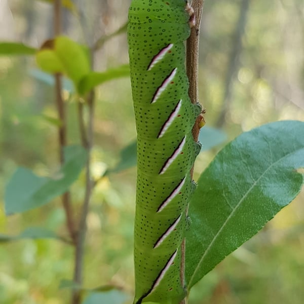 Sphinx poecila