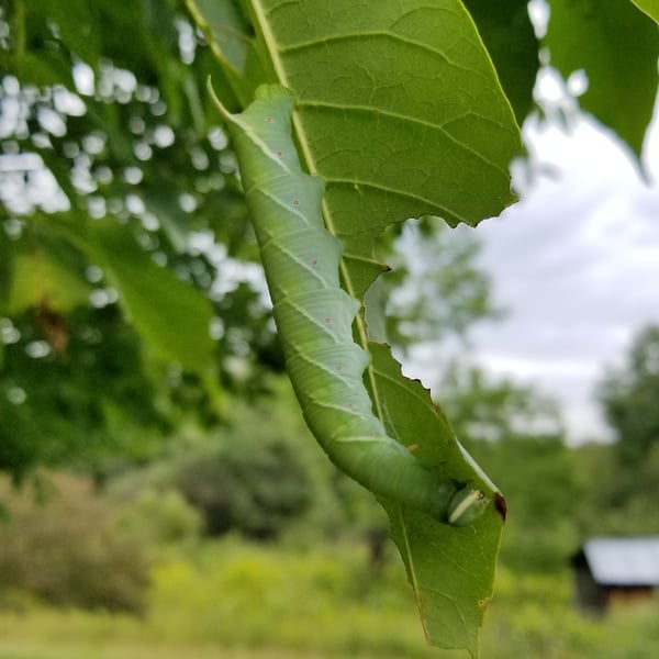 Ceratomia undulosa
