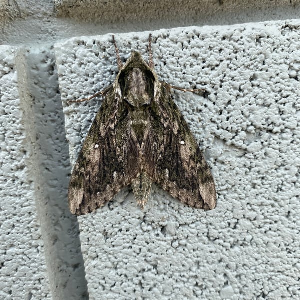 Ceratomia hageni