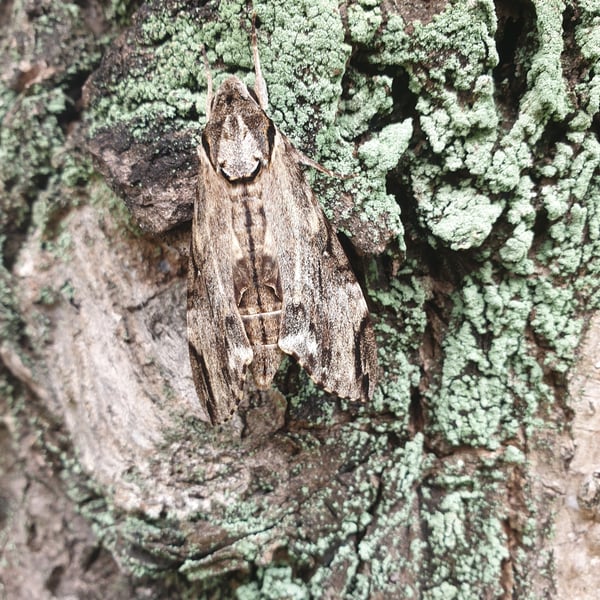 Psilogramma increta