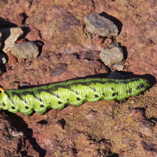 Agrius convolvuli