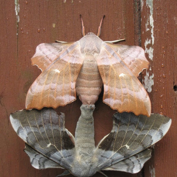 Laothoe populi
