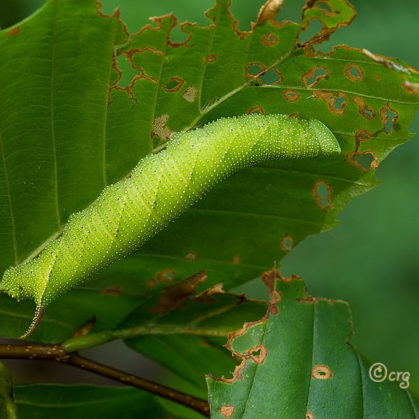 Amorpha juglandis
