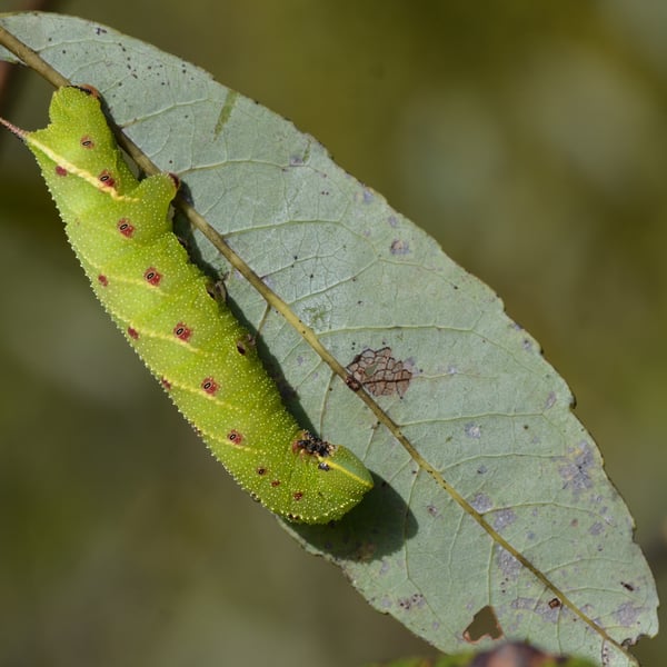 Smerinthus jamaicensis