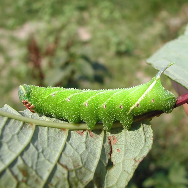Smerinthus ocellata