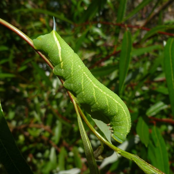 Smerinthus ophthalmica