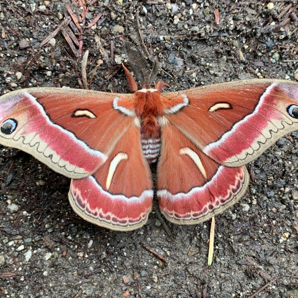 Hyalophora euryalus
