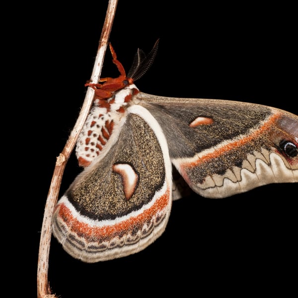 Hyalophora cecropia