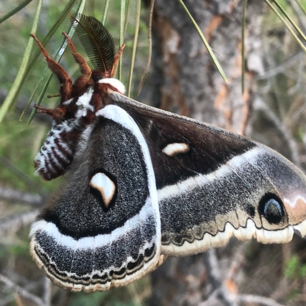 Hyalophora columbia