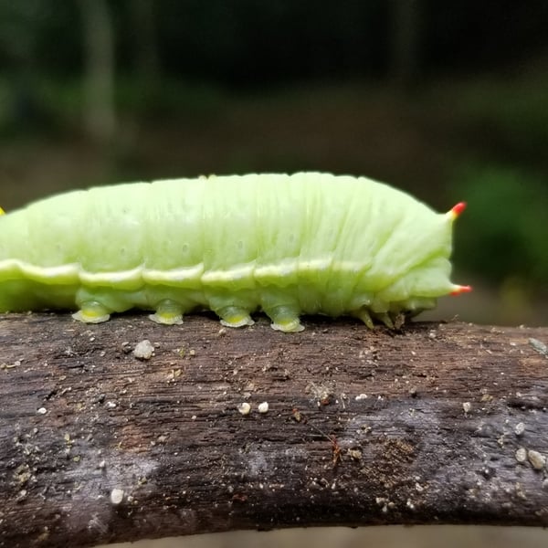Callosamia angulifera