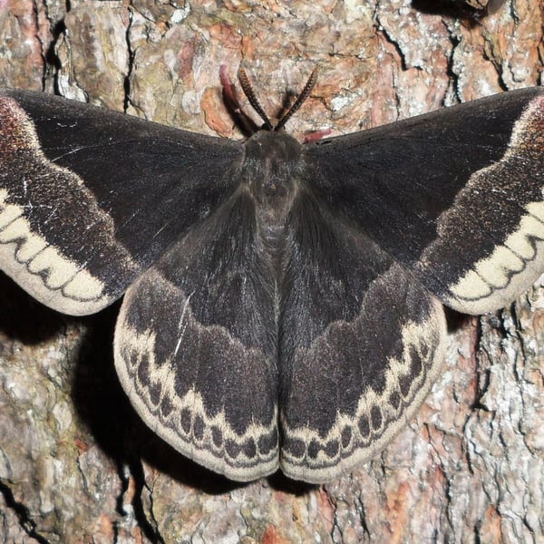 Callosamia promethea