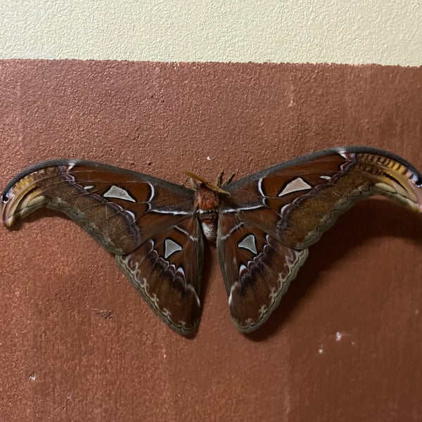 Attacus atlas