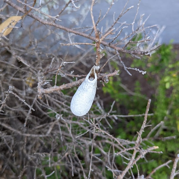 Eupackardia calleta