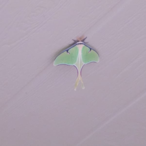 Actias