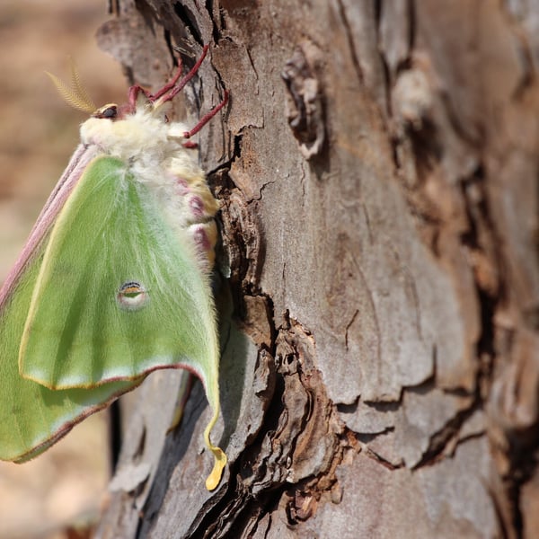 Actias luna