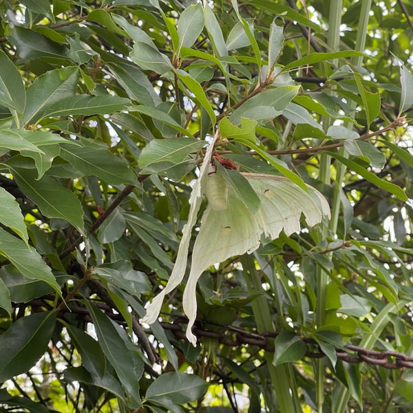 Actias ningpoana