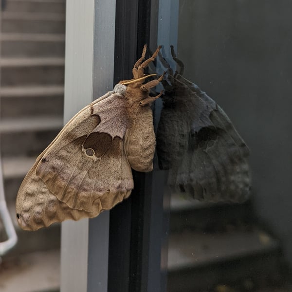 Antheraea