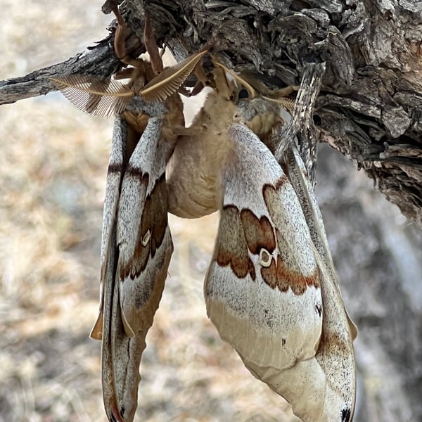 Antheraea oculea