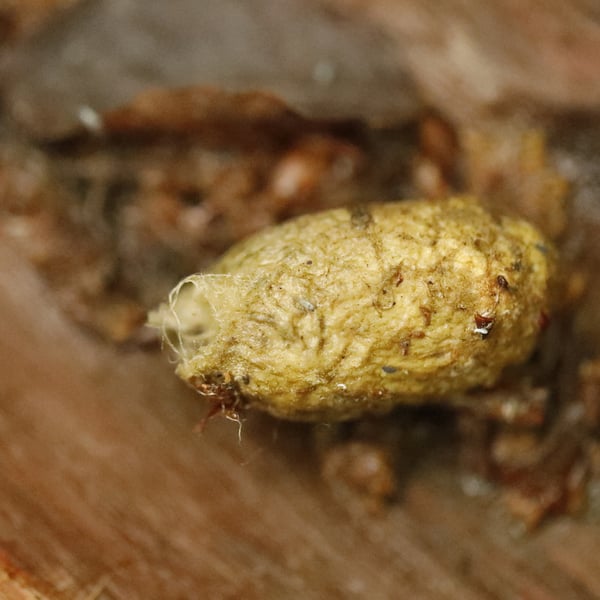 Antheraea yamamai