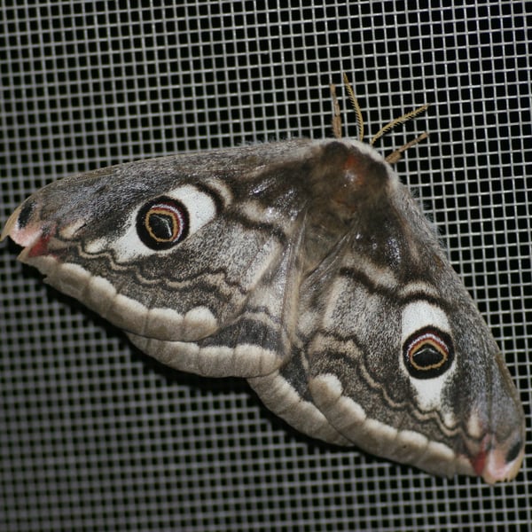 Saturnia pavonia
