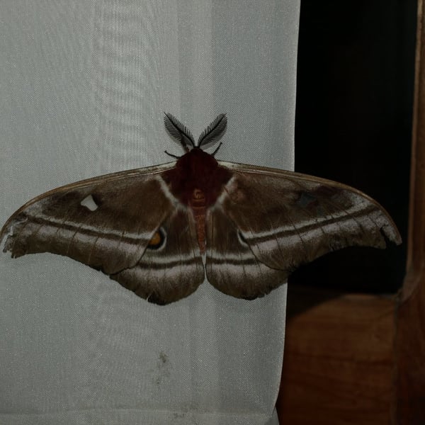 Bunaea alcinoe