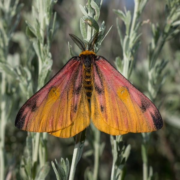 Hemileuca eglanterina