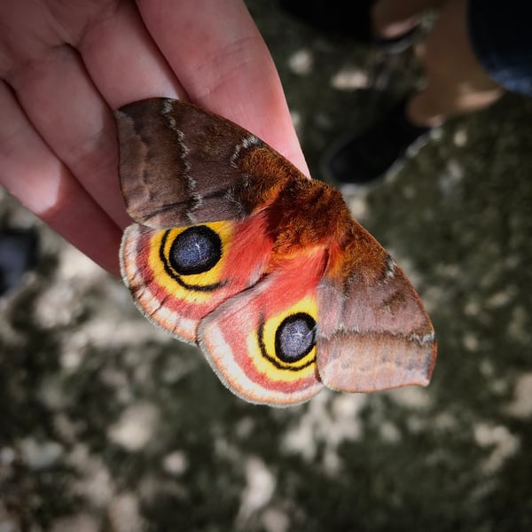 Automeris io
