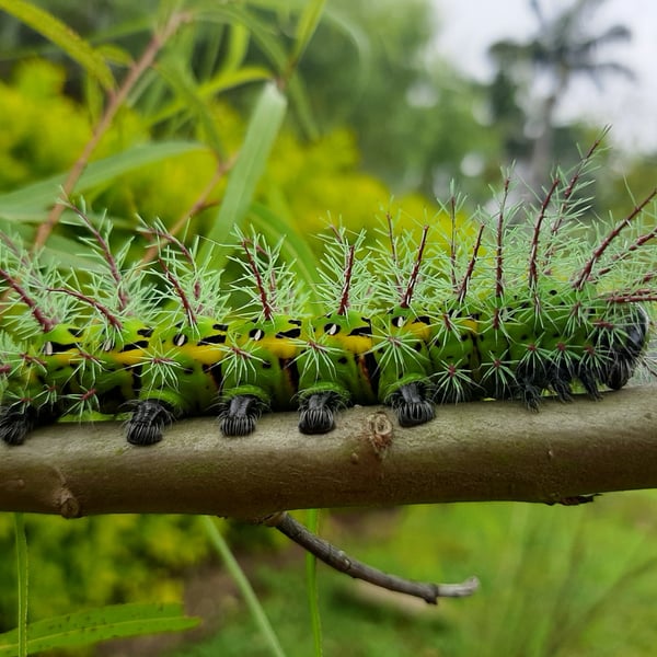 Automeris metzli