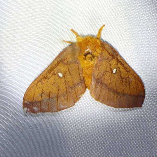 Anisota