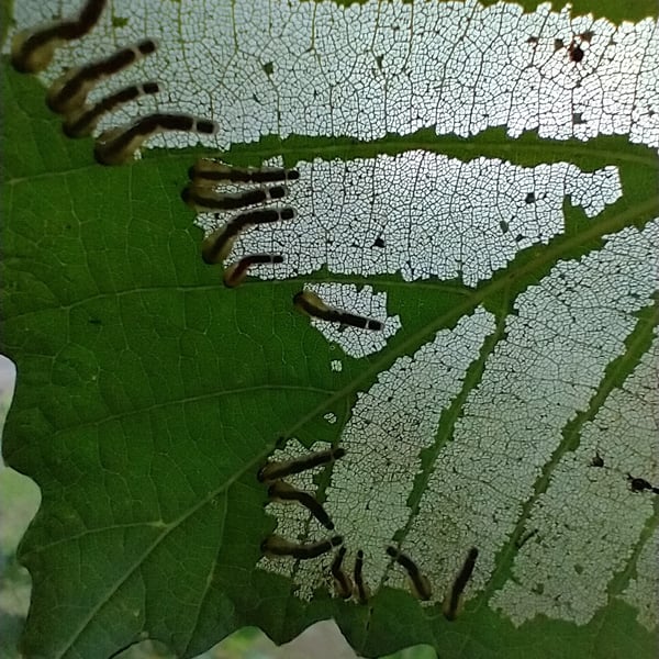 Anisota peigleri