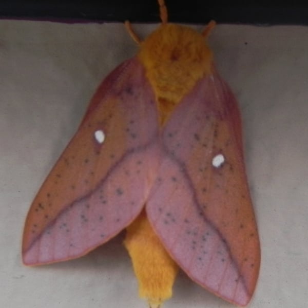 Anisota senatoria