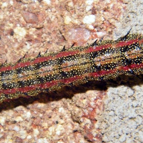 Anisota virginiensis