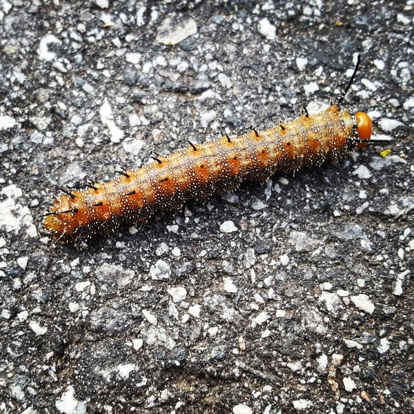 Anisota stigma