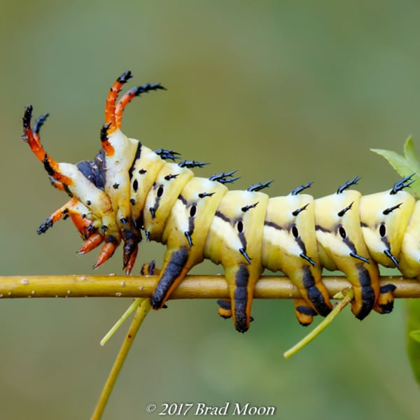 Citheronia regalis