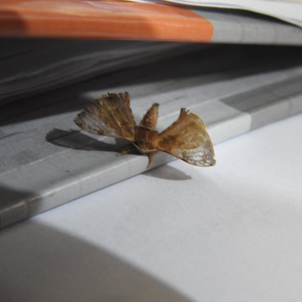 Bombycidae