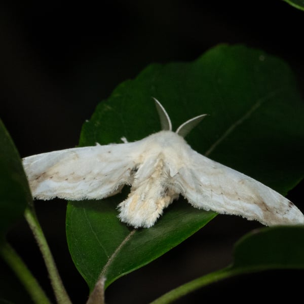 Ernolatia moorei