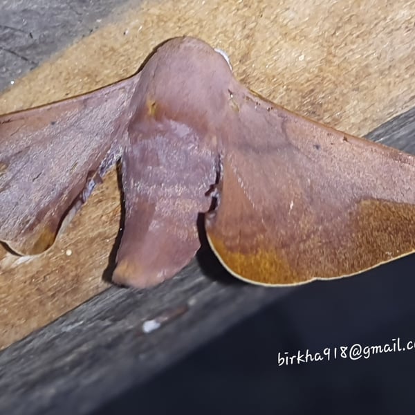 Endromidae