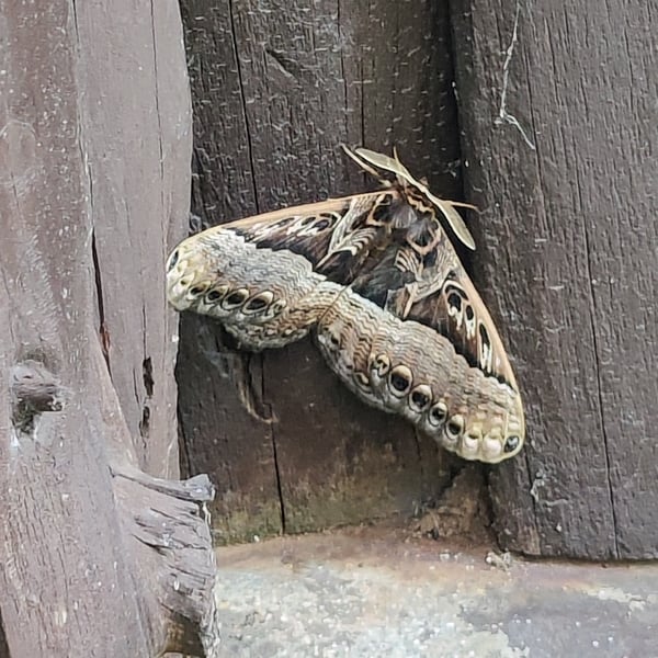 Brahmaeidae
