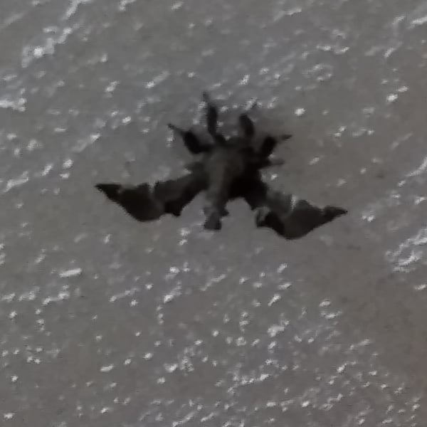 Apatelodes pudefacta