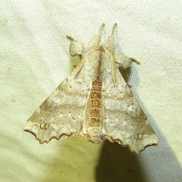 Olceclostera angelica