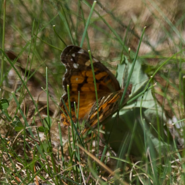 Papilionoidea