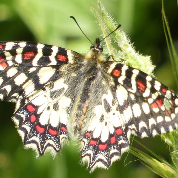 Papilionidae