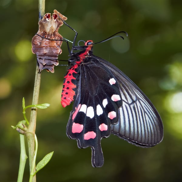 Pachliopta aristolochiae