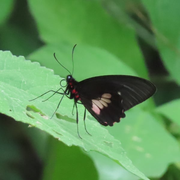 Parides