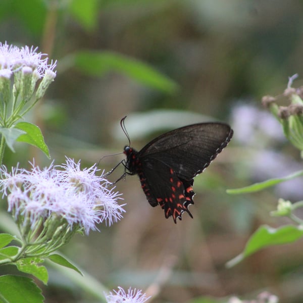 Parides photinus