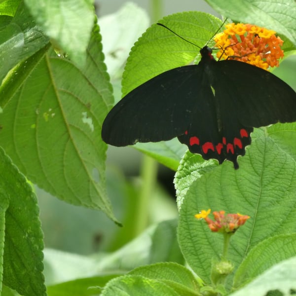 Parides montezuma