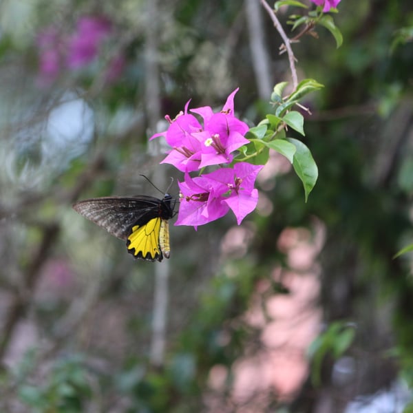 Troides helena